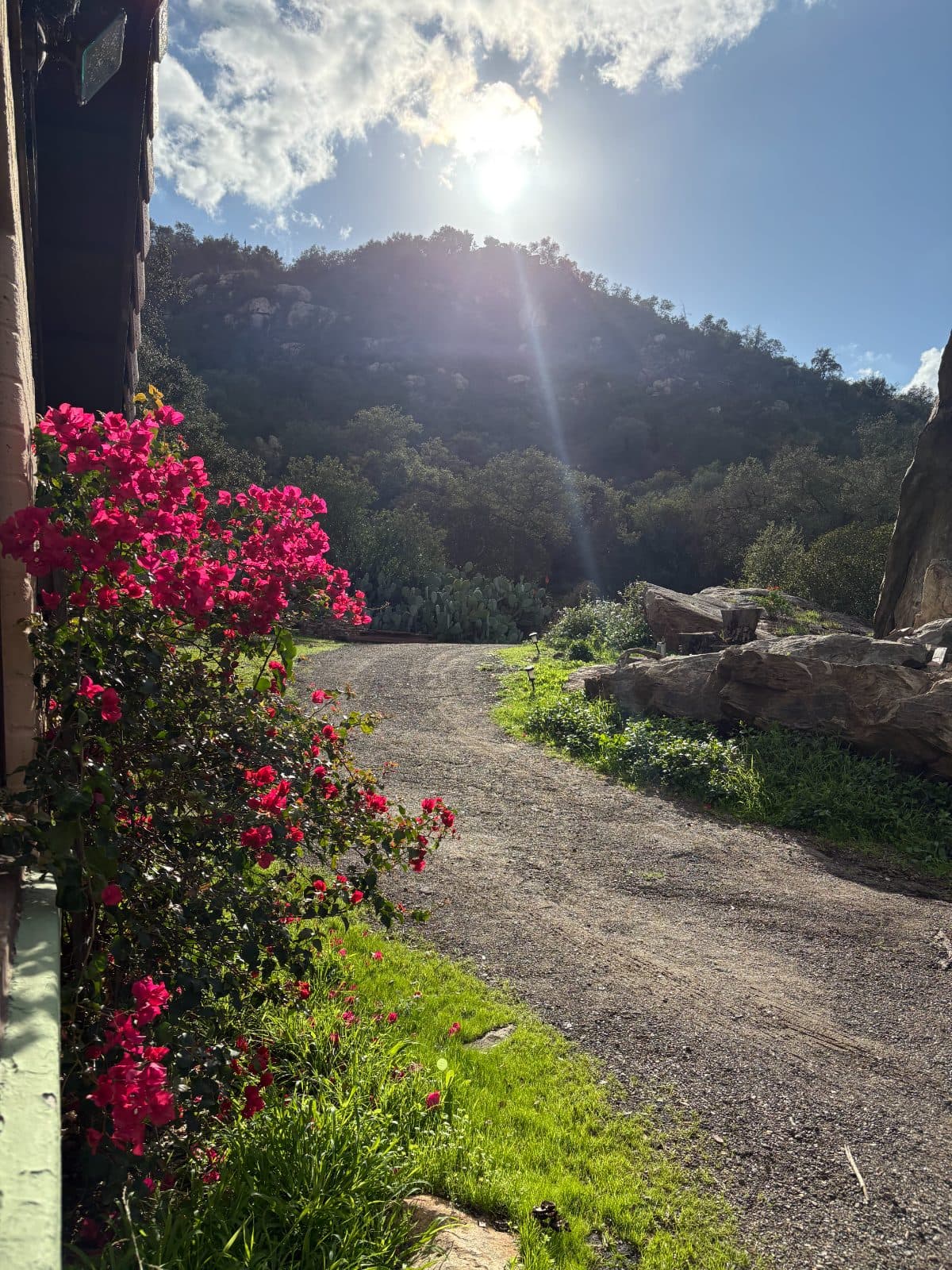 Bougainvillea beside a gravel path leading into sunlit hills